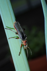 Cantharis rustica