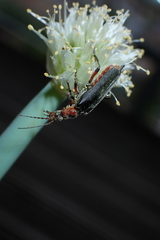Cantharis rustica