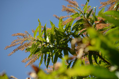 Pterophylla samoensis