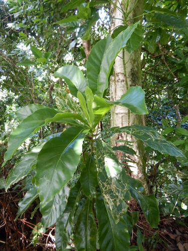 Meryta pauciflora observed 2022-04-20