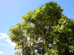 Pterophylla samoensis