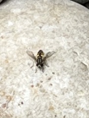 Helophilus pendulus