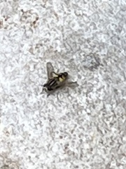 Helophilus pendulus