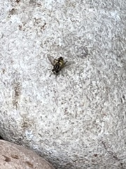 Helophilus pendulus