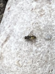 Helophilus pendulus