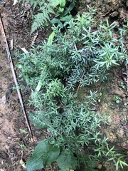 Coprosma microcarpa