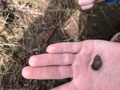 Bothriembryon serpentinus