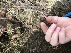 Bothriembryon serpentinus