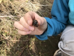 Bothriembryon serpentinus