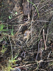 Bothriembryon serpentinus