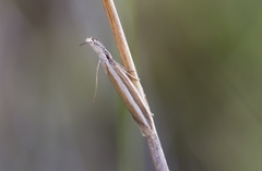 Pleurota aristella