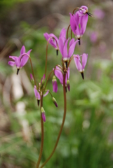Dodecatheon