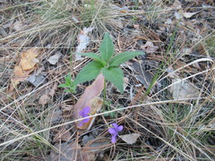 Viola dactyloides