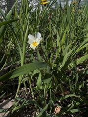 Viola arvensis