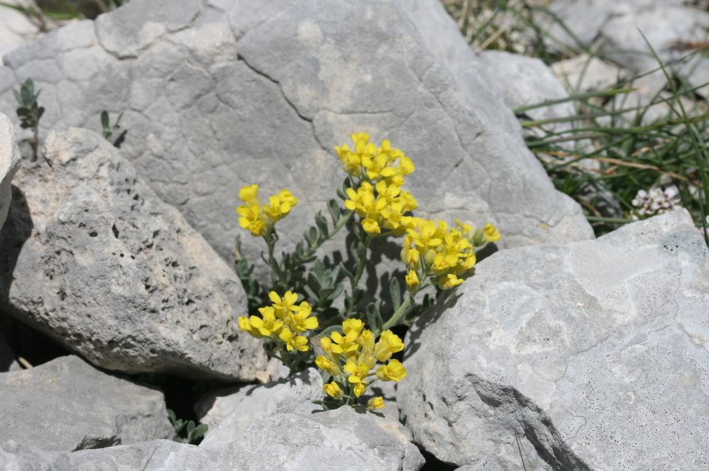 Alyssum flexicaule