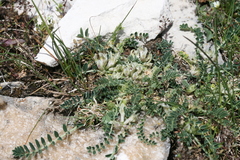 Astragalus depressus