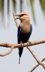Coracias cyanogaster