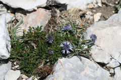 Globularia repens