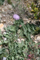 Klasea nudicaulis