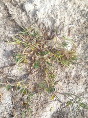 Medicago polyceratia