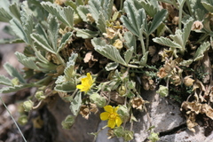 Potentilla cinerea