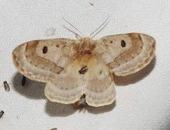 Anthela ochroptera