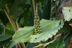 Alpinia shimadae