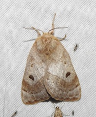 Anthela ochroptera