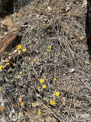 Eriophyllum congdonii