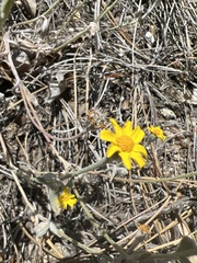 Eriophyllum congdonii