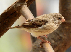 Crithagra leucopygia