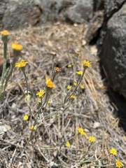 Eriophyllum congdonii