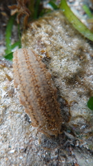 Actinopyga