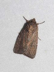 Ectopatria mundoides