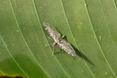 Eupithecia montana