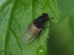 Minettia longipennis