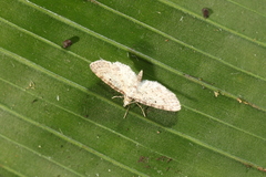 Eupithecia montana