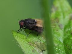 Minettia longipennis