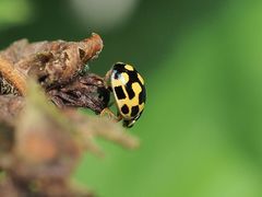 Propylea quatuordecimpunctata