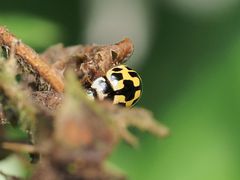Propylea quatuordecimpunctata