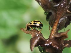 Propylea quatuordecimpunctata