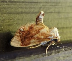 Packardia geminata