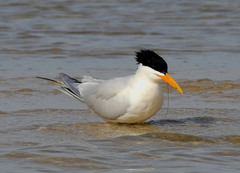 West African Crested Tern photo 4