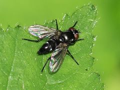 Gastrolepta anthracina