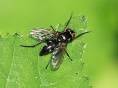 Gastrolepta anthracina