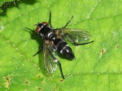 Gastrolepta anthracina