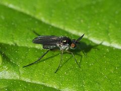 Rhaphium