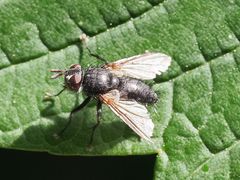 Phorocera