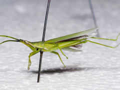 Atractomorpha crenulata