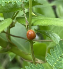 Chilocorus circumdatus